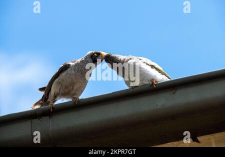 Un adulte australien Noisy Miner (Manorina melanocephala) nourrissant un mineur à Sydney, Nouvelle-Galles du Sud, Australie (photo de Tara Chand Malhotra) Banque D'Images