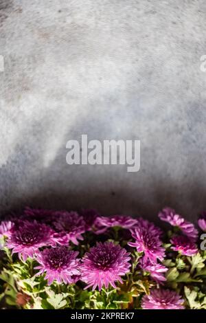 Vue en hauteur des fleurs de Chrysanthemum violets sur une table grise Banque D'Images