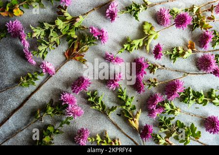 Vue en hauteur des tiges de fleurs de Chrysanthemum violets disposées sur une table grise Banque D'Images