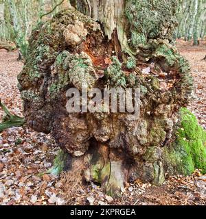 Ancient Oak Woodland gros plan des arbres Cannock Chase AONB (région d'une beauté naturelle exceptionnelle) dans Staffordshire Angleterre Royaume-Uni Banque D'Images