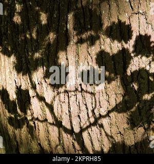 Nuances de feuilles sur le tronc de chêne dans les bois de chêne ancien une ancienne forêt de chasse royale médiévale avec des restes vivants et de chêne sessile Banque D'Images