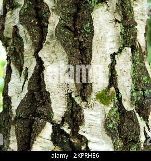 Beaux modèles et textures de bouleau sur tronc d'arbre dans l'ancienne forêt de chênes d'une ancienne forêt de chasse royale médiévale Banque D'Images