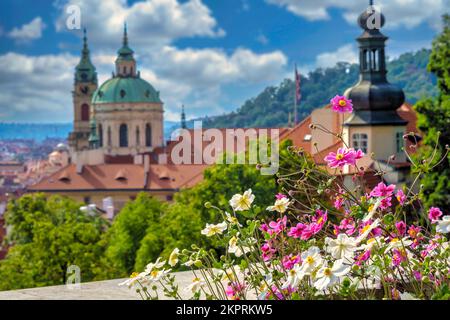 Fleurs roses et blanches avec église Saint-Nicolas en arrière-plan à Prague Banque D'Images