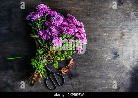Vue en hauteur d'un bouquet de fleurs de Chrysanthemum violets et de ciseaux sur une table en bois Banque D'Images