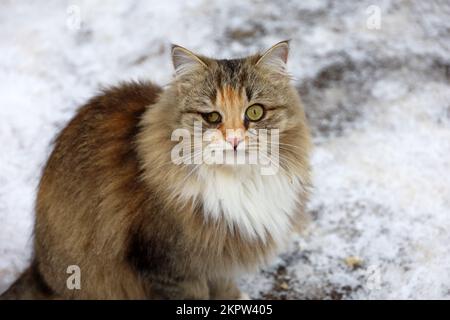 Chat moelleux avec un oeil douloureux assis sur une neige sur une rue d'hiver et regardant dans l'appareil photo Banque D'Images