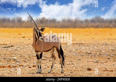 Isolé un Horned Gemsbok Oryx debout sur les plaines sèches et poussiéreuses d'Afrique Banque D'Images