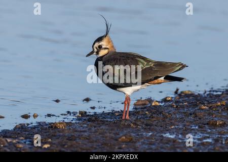 Lapwing debout au bord de l'eau Banque D'Images