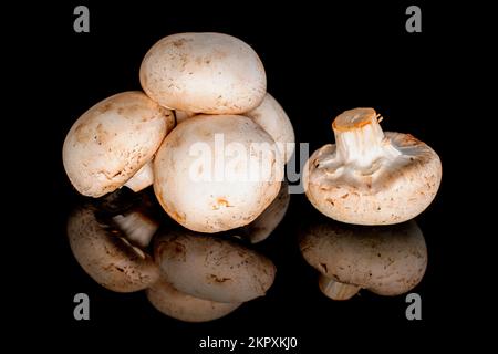 Plusieurs champignons frais bio appétissants sur fond noir. Banque D'Images