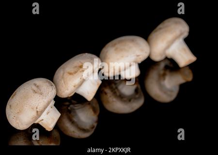 Plusieurs champignons frais bio appétissants sur fond noir. Banque D'Images