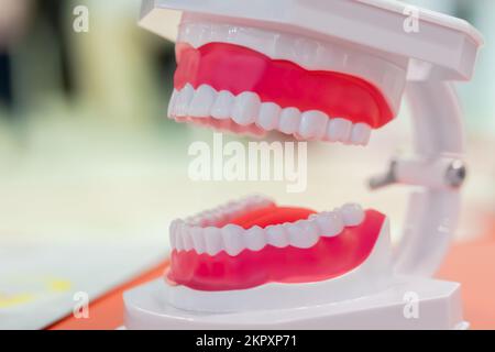 Mâchoire humaine anatomique en plastique, modèle de démonstration pour l'éducation Banque D'Images