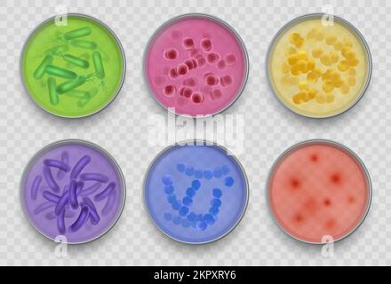 Gramme de bactéries. Divers micro-organismes vues en haut dans la boîte de Petri bactériologie expériences en laboratoire ou tests bonne collection de vecteur dans le style réaliste Illustration de Vecteur