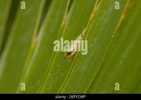 Grenouille d'arbre vert sur les feuilles de palmier Banque D'Images