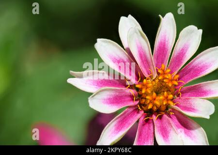 Fleur jaune et rose gros plan Banque D'Images