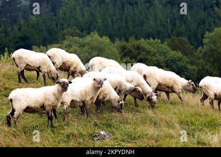 troupeau de moutons paître dans la prairie dans les montagnes. moutons fraîchement shorn, élevage dans le pays basque. Photo de la nature Banque D'Images
