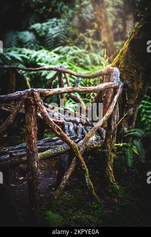 Description: Songbird assis sur le banc des branches dans l'atmosphère idyllique de la soirée de la jungle. Levada de Caldeirão Verde, île de Madère, Portu Banque D'Images