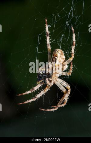 Araignée de jardin européenne (Araneus Diadematus) mangeant des proies (guêpe ou mouche) sur une toile dans un jardin britannique Banque D'Images