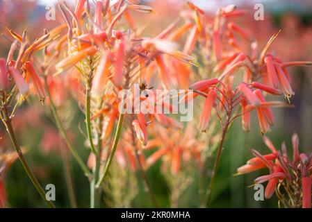 Fleurs rose-orange d'aloe vera pollinisées par une abeille - gros plan Banque D'Images