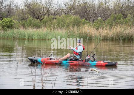 Attraper une basse dans les bâtons sur le lac de Possum Kingdom Banque D'Images