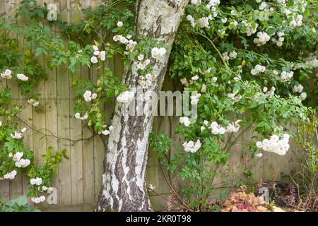 Rosier blanc en rampe formé contre une clôture et poussant autour d'un bouleau argenté dans un jardin britannique fleuri Banque D'Images