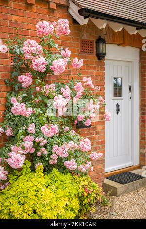 Extérieur de la maison avec rose grimpant sur le mur de briques à côté de la porte d'entrée. Angleterre, Royaume-Uni Banque D'Images