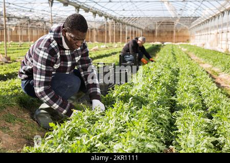Afro-américain mâle pendant la récolte de l'arugula dans la serre Banque D'Images