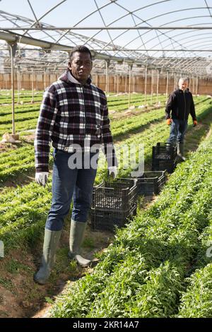 Agriculteur afro-américain récoltant des arugula Banque D'Images