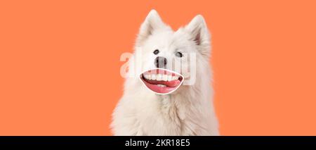 Chien Samoyed drôle avec des lèvres humaines sur fond orange Banque D'Images