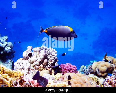 Poisson licorne à épine orange (Naso elegans) dans la mer Rouge, Égypte Banque D'Images