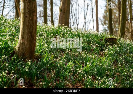 Scène de forêt printanière avec flocon de neige à fleurs de printemps (Leucojum vernum) sur le fond de forêt, Schneegrund, Süntel, Weserbergland, Allemagne Banque D'Images