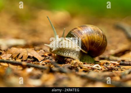 Portrait d'un escargot bordeaux ou romain (Helix pomatia) rampant sur le fond de la forêt Banque D'Images