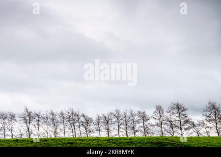 Rangée d'arbres au sommet d'une colline, en hiver, près de Levin, Horowhenua, île du Nord, Nouvelle-Zélande Banque D'Images