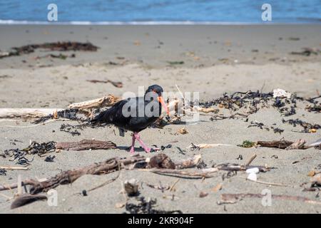 Oystercatcher variable sur la plage d'Island Bay, Wellington, île du Nord, Nouvelle-Zélande Banque D'Images