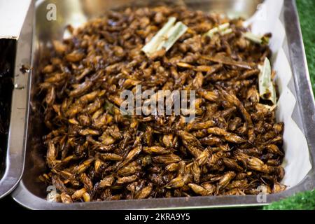 Vendeur thaïlandais cuisinant une cuisine exotique locale à base de punaises et de plantes ou de nourriture frite insecte avec des herbes sur la vente de stall hawker dans cher si ya marché de rue Banque D'Images