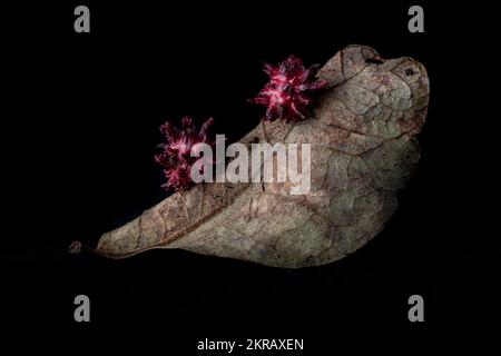 La guêpe de l'oursin (Cynips quercusechinus) crée ces galettes inhabituelles sur les feuilles de chêne. Macro prise en Californie, États-Unis. Banque D'Images