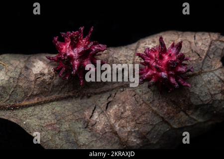 La guêpe de l'oursin (Cynips quercusechinus) crée ces galettes inhabituelles sur les feuilles de chêne. Macro prise en Californie, États-Unis. Banque D'Images