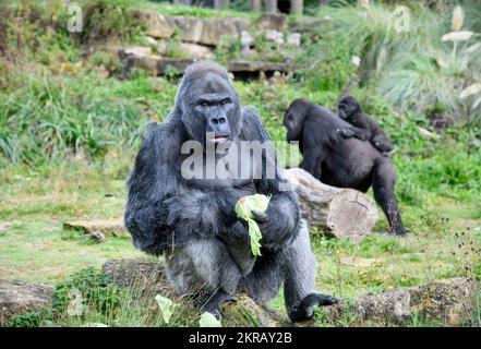 Jock The Silverback Lowland Gorilla au zoo de Bristol. Banque D'Images