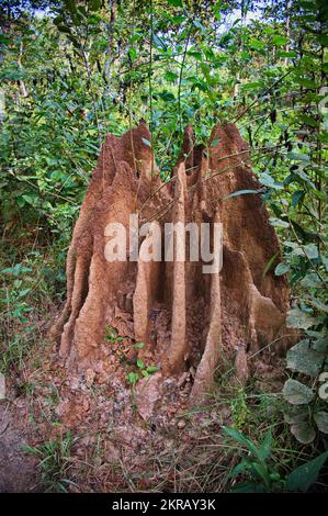 Grande monticule de termites dans le parc national de Chitwan, au Népal Banque D'Images