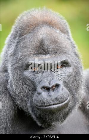 Jock The Silverback Lowland Gorilla au zoo de Bristol. Banque D'Images