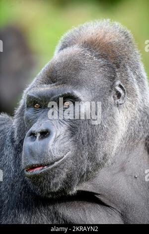 Jock The Silverback Lowland Gorilla au zoo de Bristol. Banque D'Images