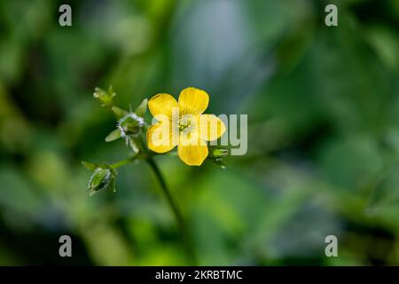 Oxalis dillenii fleur en croissance dans le pré Banque D'Images