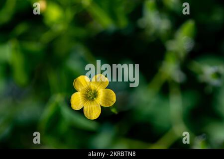 Oxalis dillenii fleur en croissance dans le pré Banque D'Images