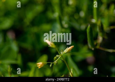 Oxalis dillenii fleur en croissance dans le pré Banque D'Images