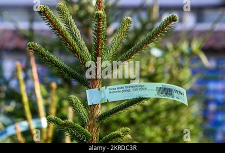 Michendorf, Allemagne. 25th novembre 2022. Le Langerwisch Rose Estate propose également des épinettes rouges régionales comme arbres de Noël. Credit: Jens Kalaene/dpa/Alamy Live News Banque D'Images