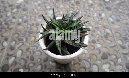 Foyer sélectif Haworthiopsis lifolia une espèce de plante à fleurs du genre Haworthiopsis indigène en Afrique australe appelle habituellement cactus Banque D'Images