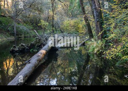 Lagunitas creek, dans le comté de Marin, en Californie, dans la région de la baie de San Francisco. Banque D'Images