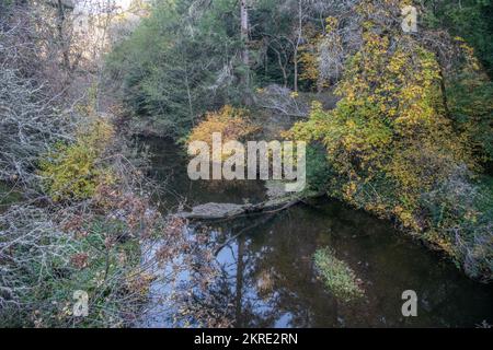 Lagunitas creek, dans le comté de Marin, en Californie, dans la région de la baie de San Francisco. Banque D'Images