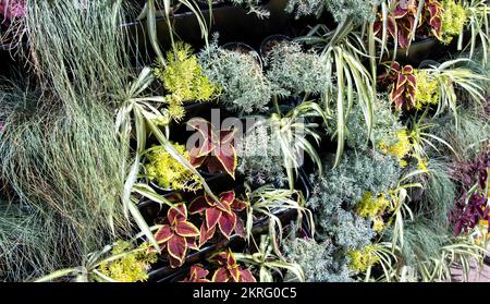 Mur décoratif artificiel de différentes plantes et fleurs, arrière-plan. À l'extérieur Banque D'Images