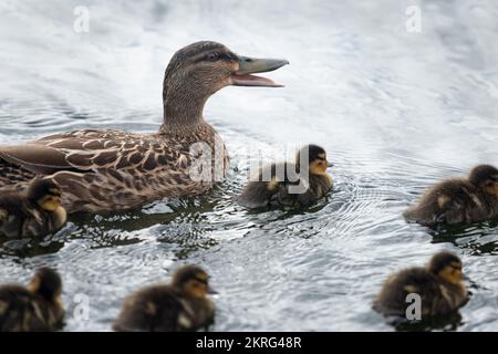 Mère canard appelant ses canetons et nageant dans le lac Banque D'Images