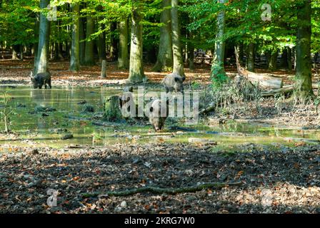 Sanglier creusant dans la forêt Banque D'Images