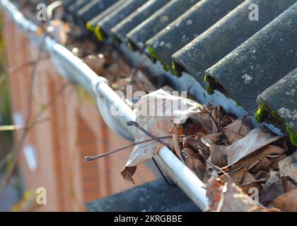 Problème courant causé par des gouttières obstruées par des feuilles d'automne. Débouchez les gouttières et nettoyez les tuyaux de descente. Banque D'Images